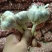 丰县优质精品红根蒜苗种子川蒜种子二水早硬叶蒜寒蒜