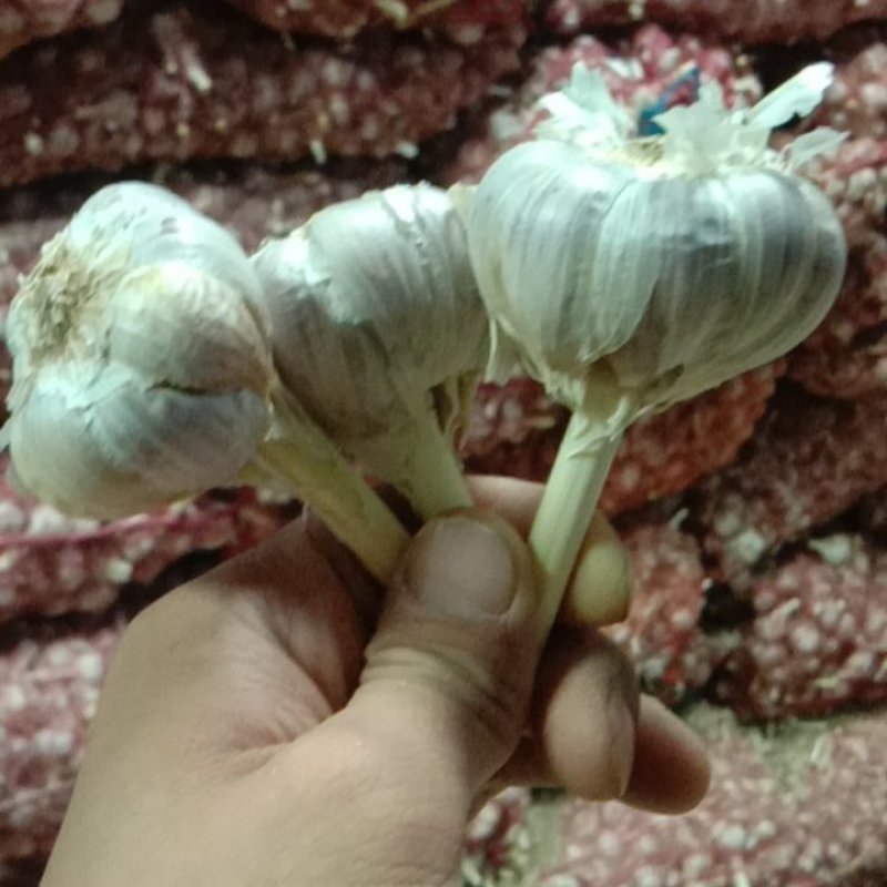 丰县优质精品红根蒜苗种子川蒜种子二水早硬叶蒜寒蒜