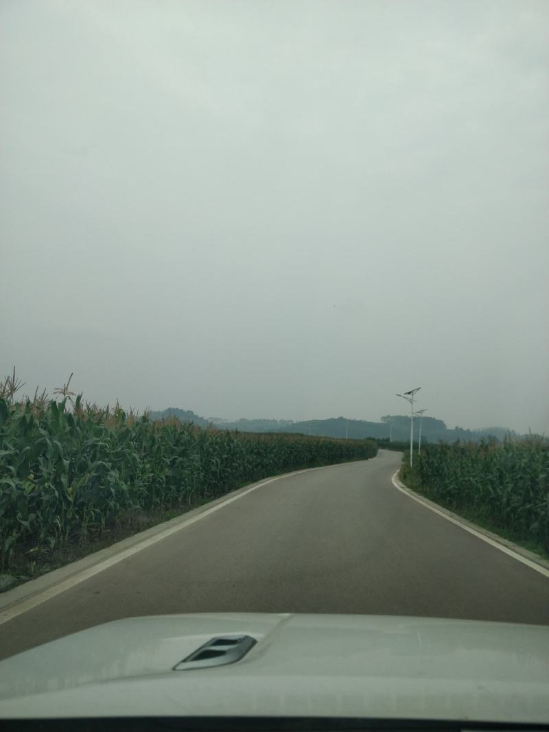 万糯2000，万糯188玉米