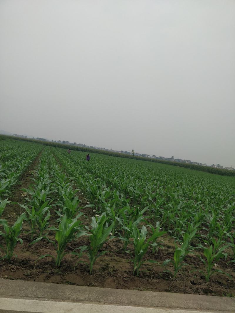 万糯2000，万糯188玉米