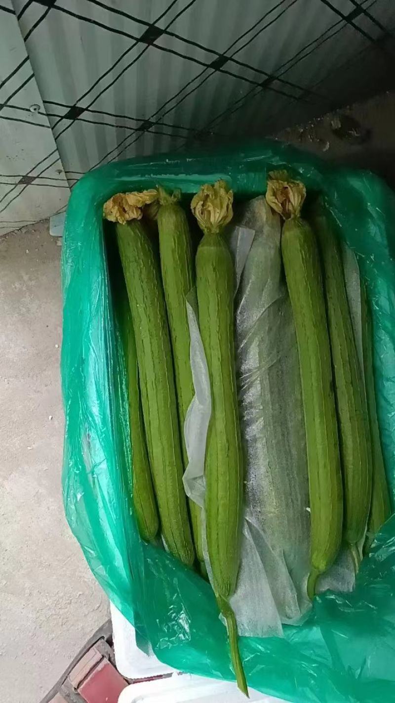 丝瓜精品丝瓜河南丝瓜条形好产地直供大量供应