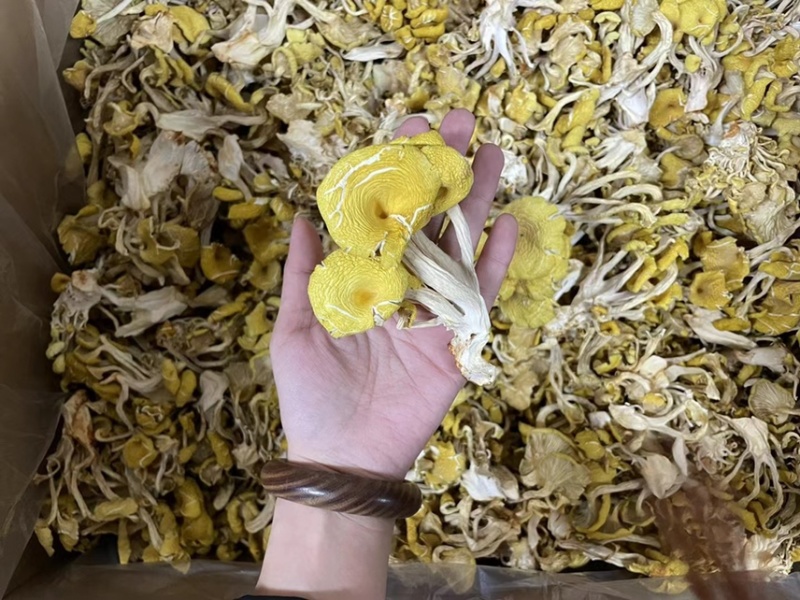 鸡油菌、各种规格齐全、照片就是实物、小包装、礼盒等
