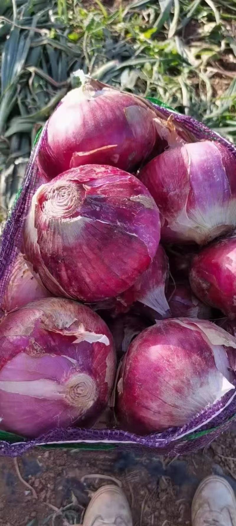 洋葱紫皮洋葱河南洋葱产地直供大量供应全国发货