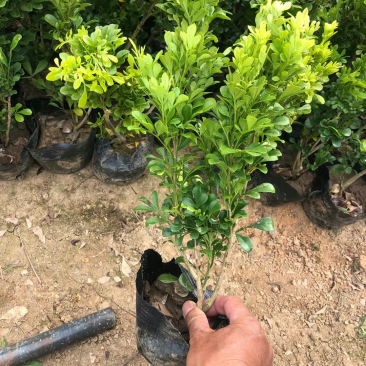 大量米兰7⃣️斤袋出售