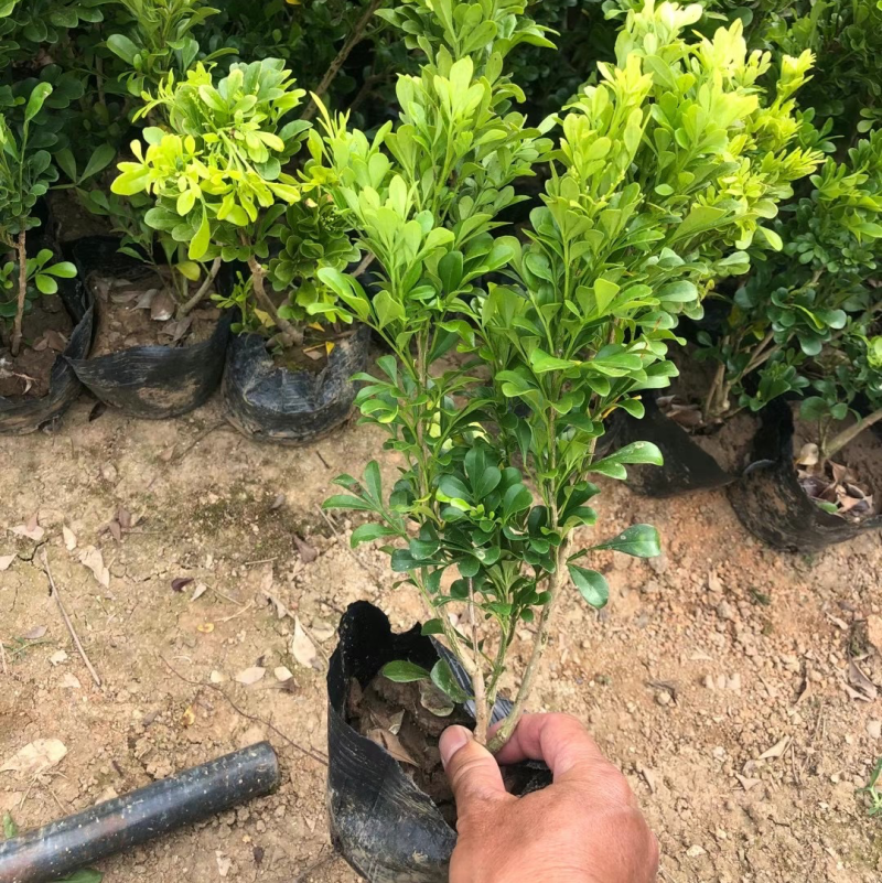 大量米兰7⃣️斤袋出售