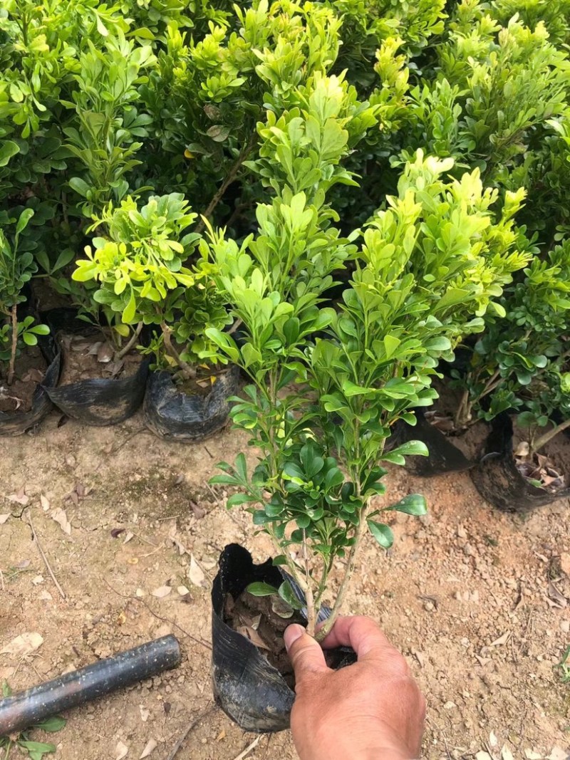 大量米兰7⃣️斤袋出售