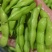 【精品】翠绿宝毛豆大毛豆支持冷库，量大优惠商超电商社区直供