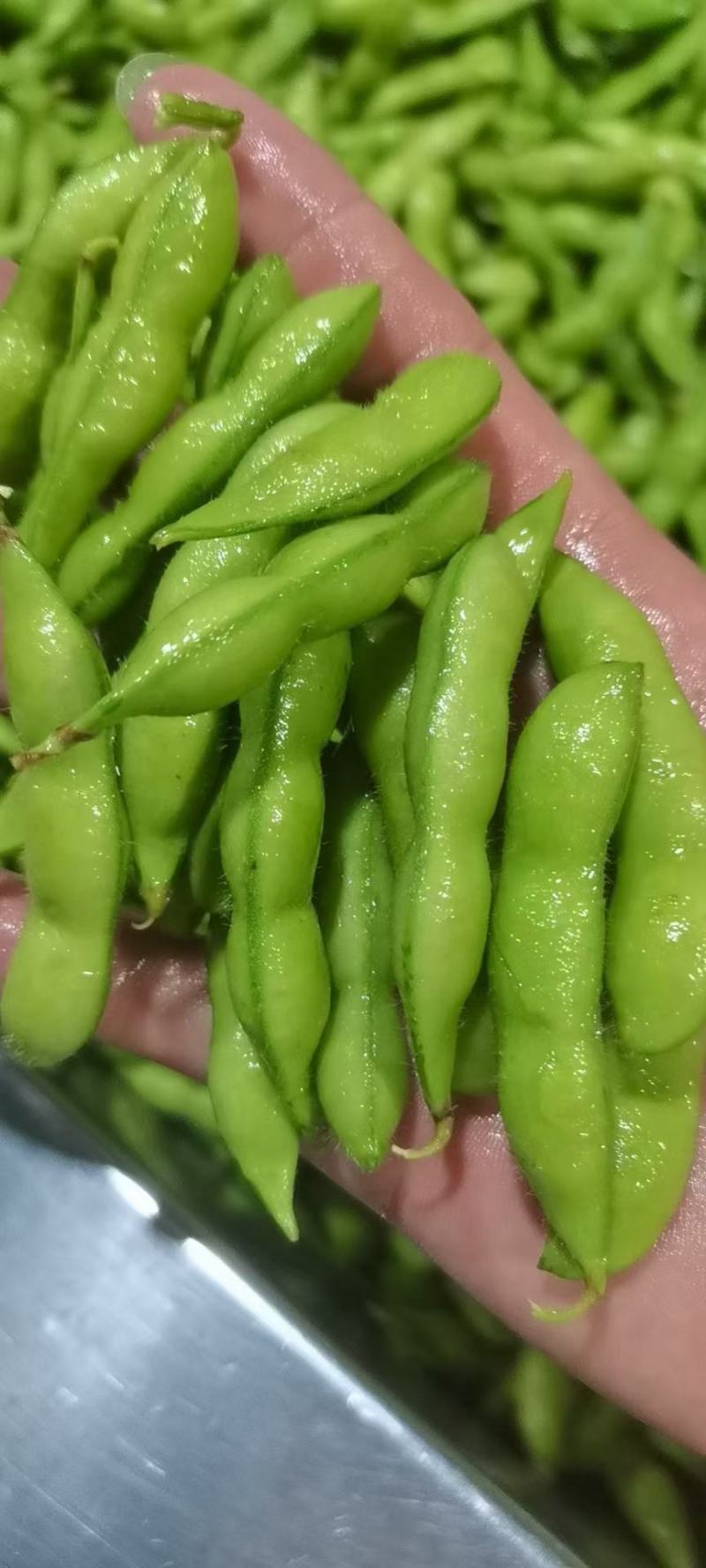 【精品】翠绿宝毛豆大毛豆支持冷库，量大优惠商超电商社区直供