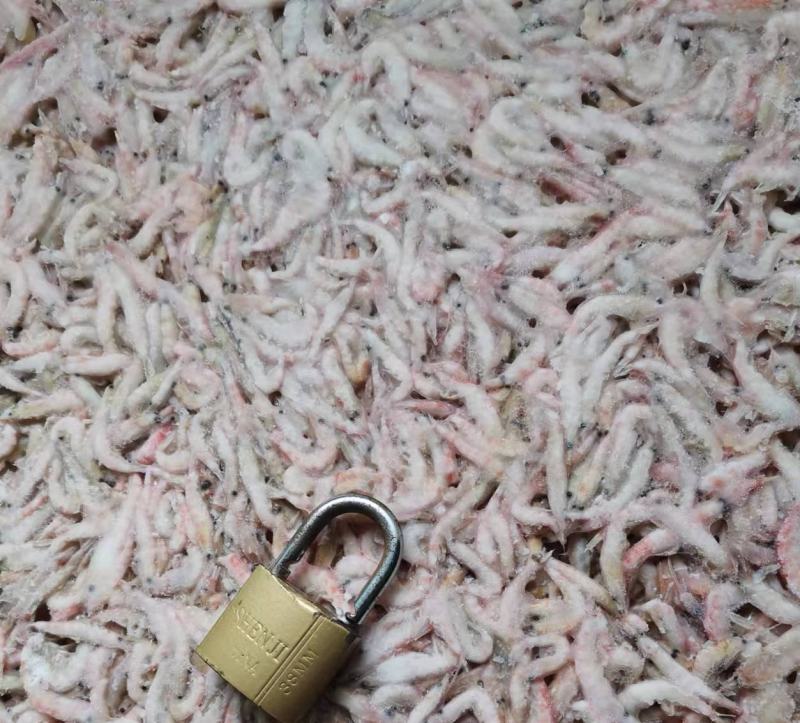 南极磷虾