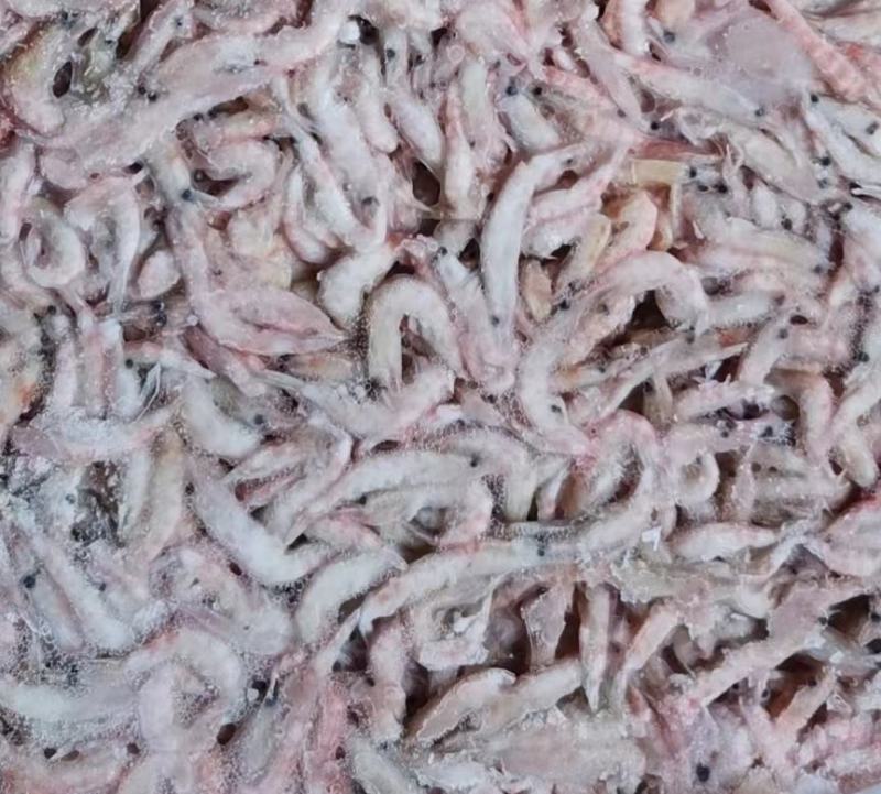 南极磷虾