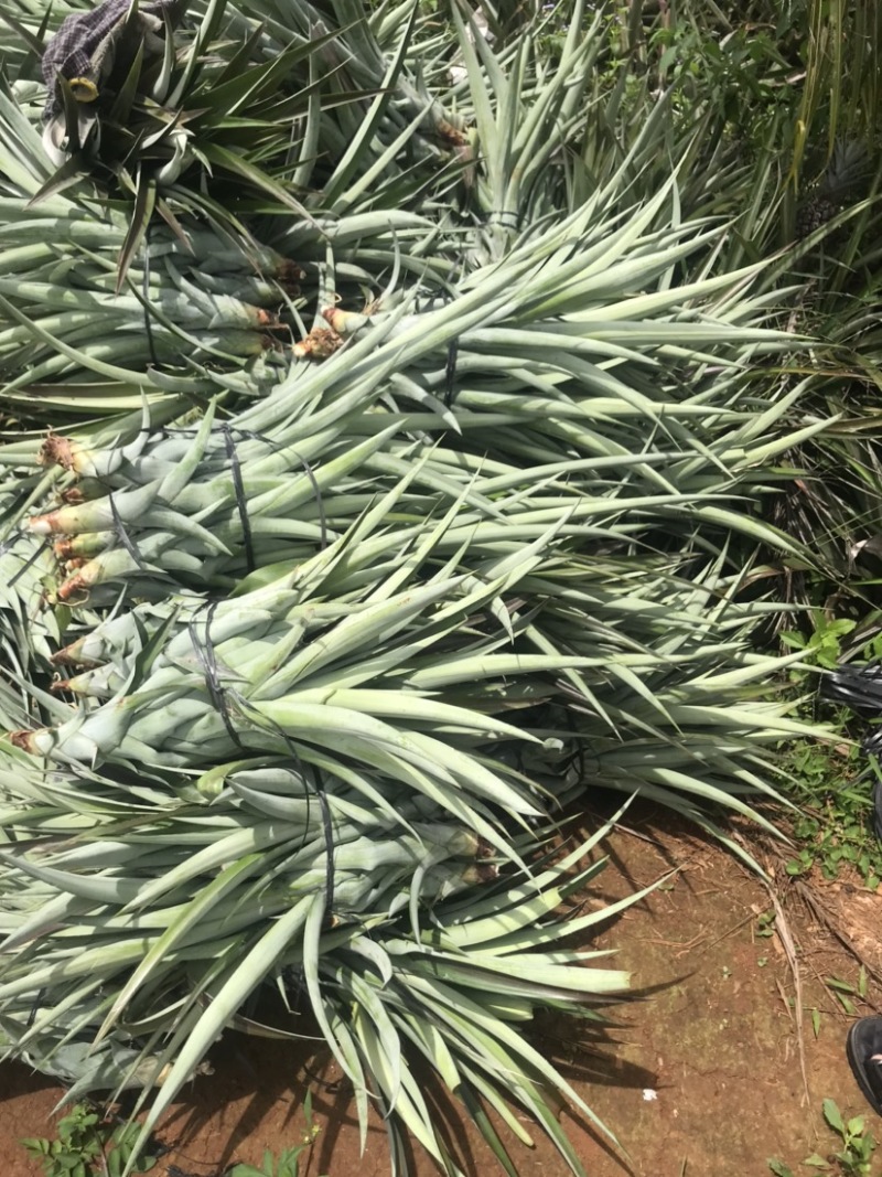 凤梨苗金钻芒果西瓜手撕冬蜜各种凤梨苗