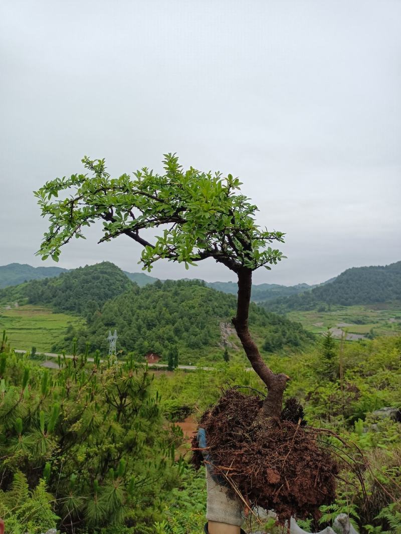 铁马鞭盆景盆景