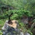 铁马鞭盆景盆景