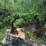 铁马鞭盆景盆景