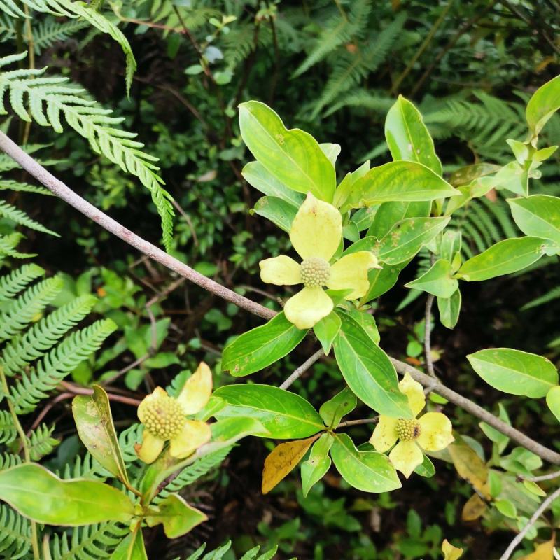 四照花四季不掉叶也称鸡素果野荔枝，花非常漂去果子非常好吃