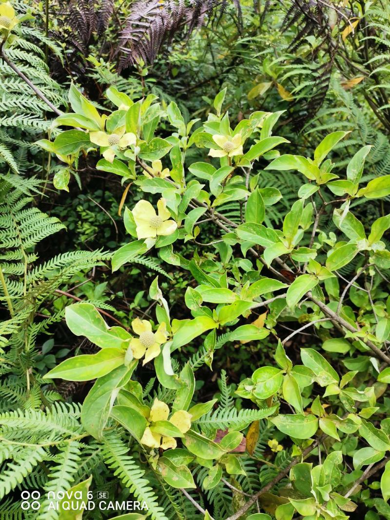 四照花四季不掉叶也称鸡素果野荔枝，花非常漂去果子非常好吃