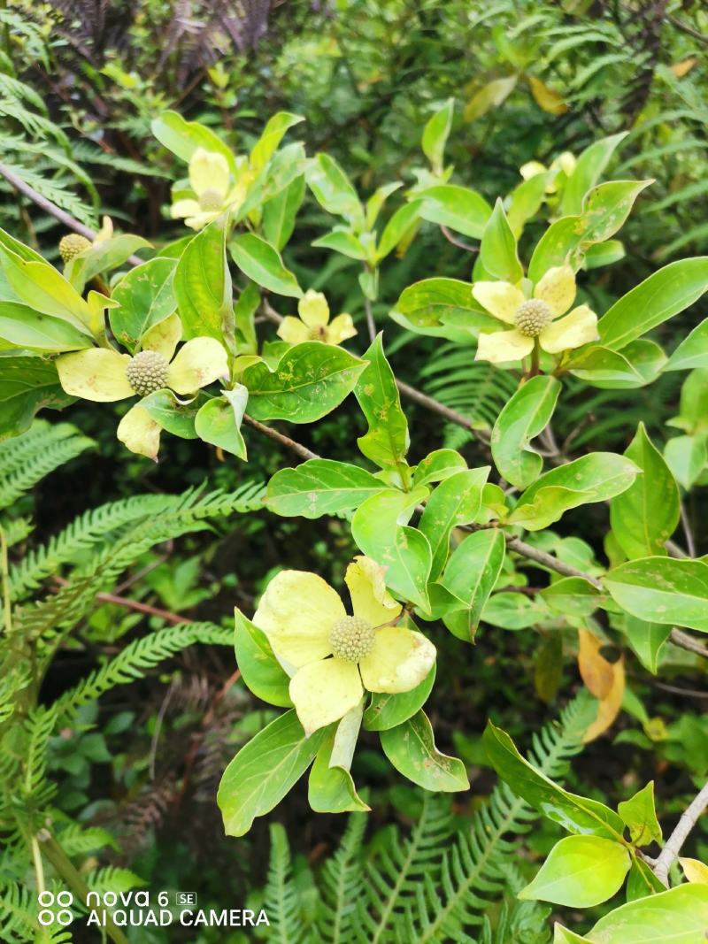 四照花四季不掉叶也称鸡素果野荔枝，花非常漂去果子非常好吃