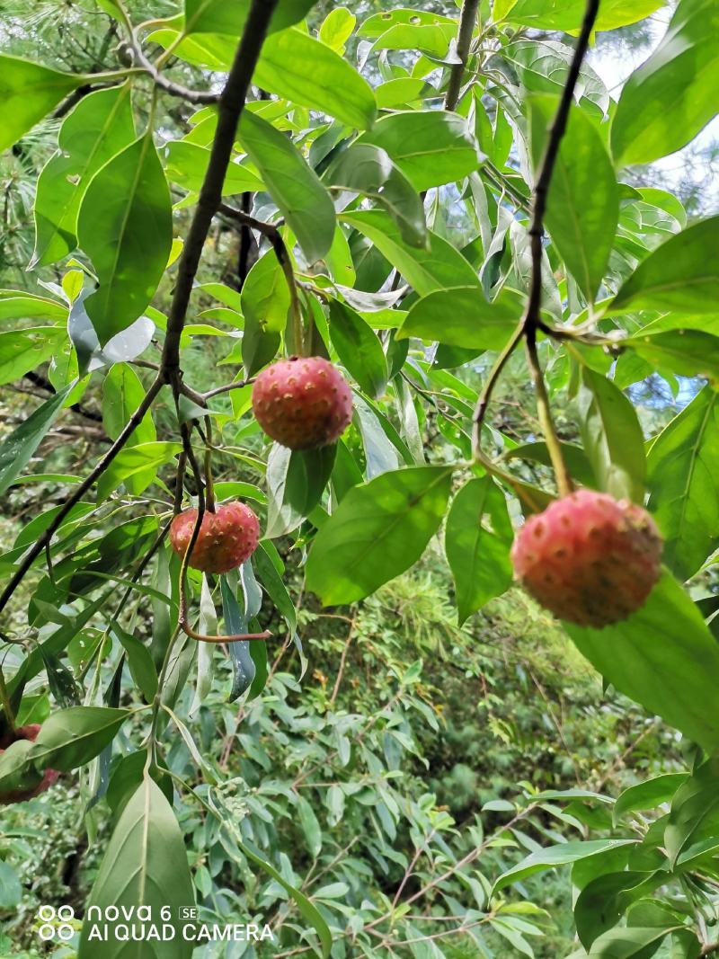四照花四季不掉叶也称鸡素果野荔枝，花非常漂去果子非常好吃