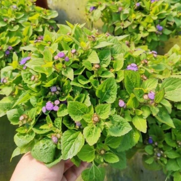 藿香蓟盆栽花苗室外阳台庭院草本花镜植物霍香菊带花苞