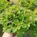 藿香蓟盆栽花苗室外阳台庭院草本花镜植物霍香菊带花苞