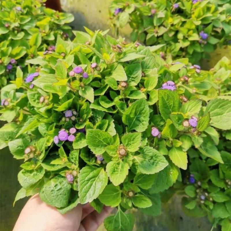 藿香蓟盆栽花苗室外阳台庭院草本花镜植物霍香菊带花苞