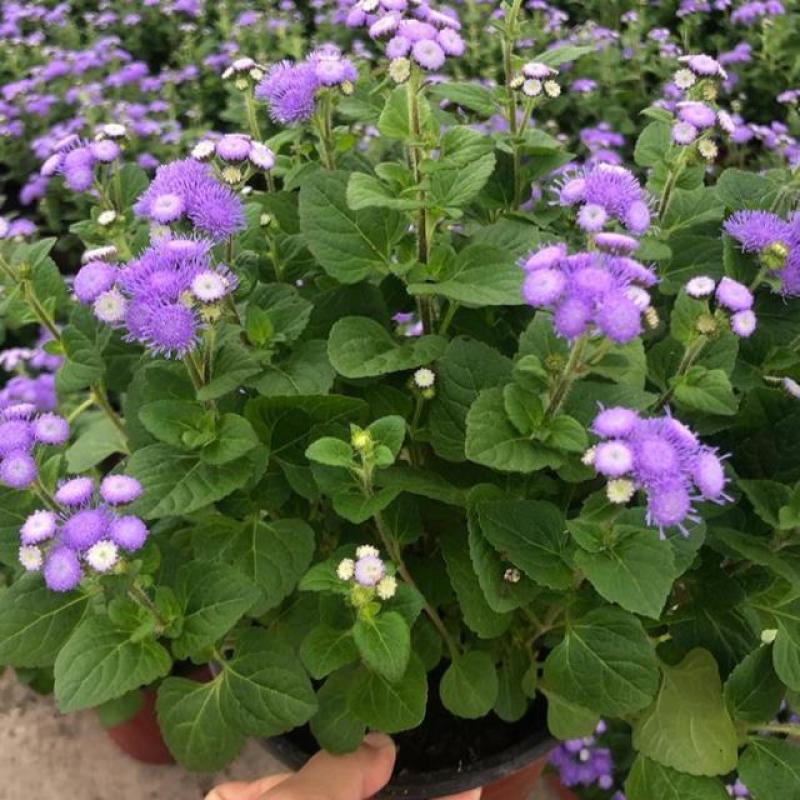 藿香蓟盆栽花苗室外阳台庭院草本花镜植物霍香菊带花苞