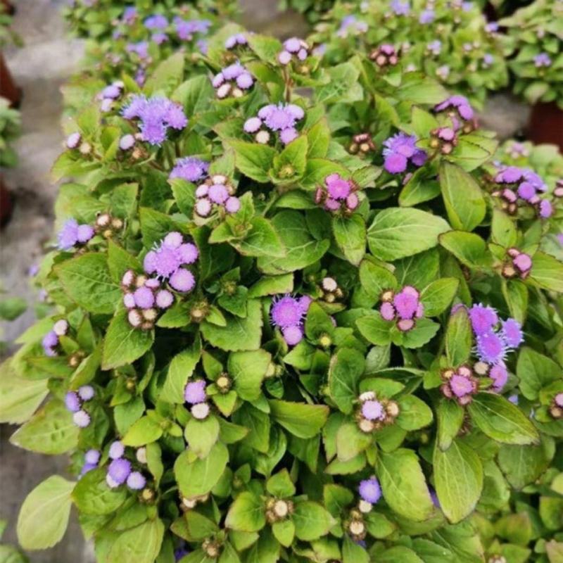 藿香蓟盆栽花苗室外阳台庭院草本花镜植物霍香菊带花苞