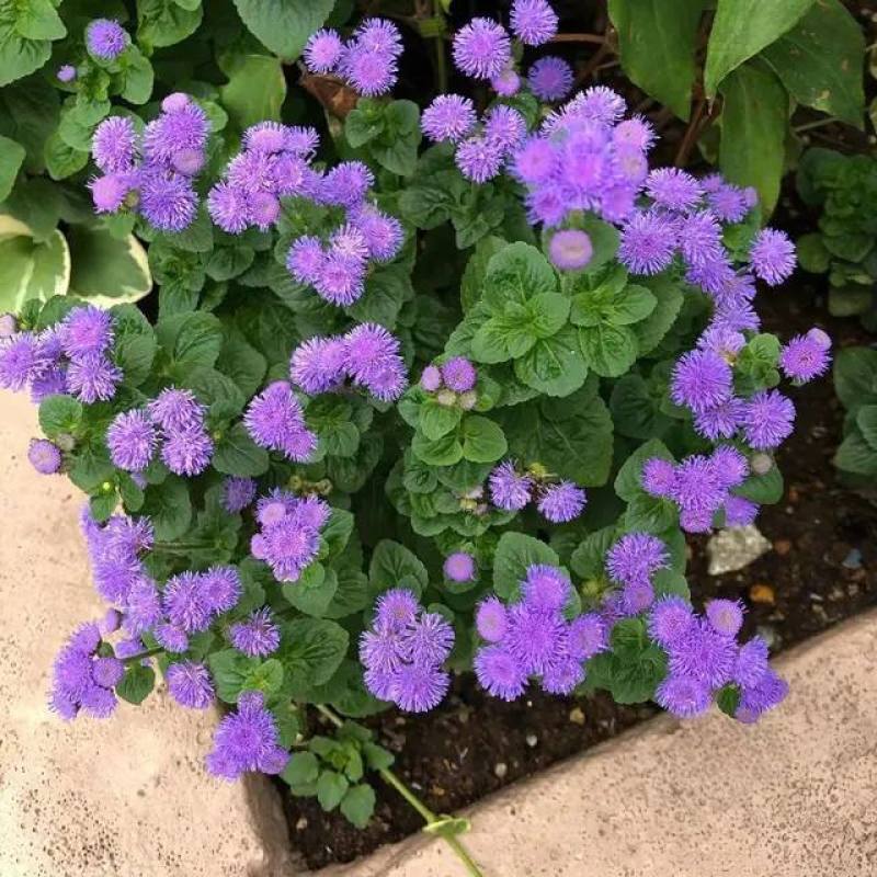 藿香蓟盆栽花苗室外阳台庭院草本花镜植物霍香菊带花苞