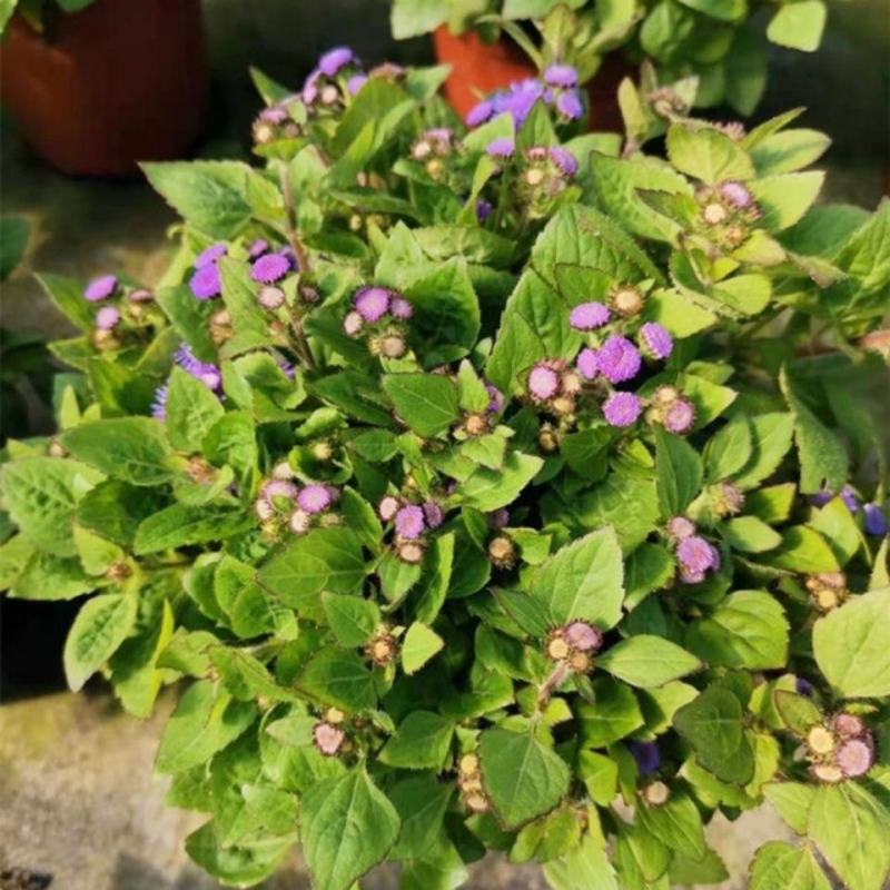 藿香蓟盆栽花苗室外阳台庭院草本花镜植物霍香菊带花苞
