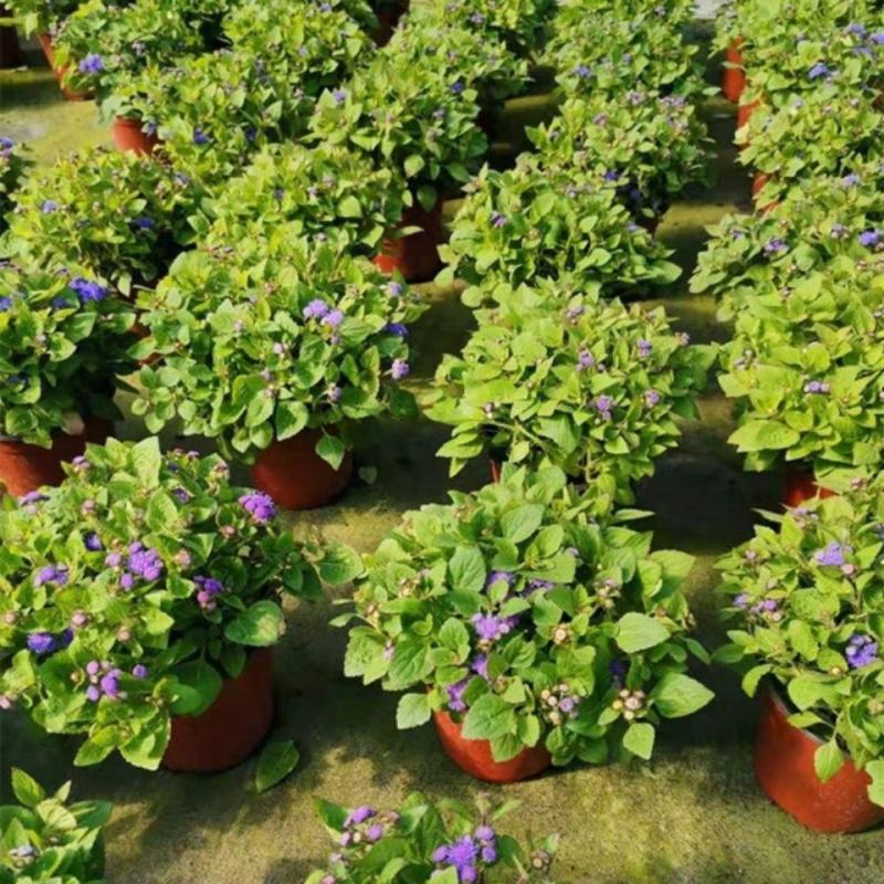 藿香蓟盆栽花苗室外阳台庭院草本花镜植物霍香菊带花苞