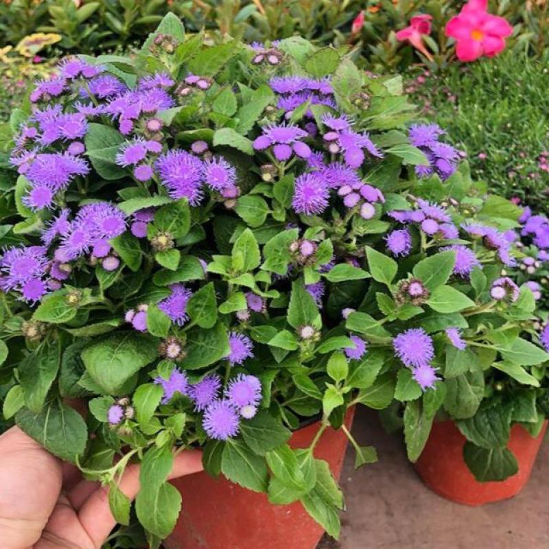 藿香蓟盆栽花苗室外阳台庭院草本花镜植物霍香菊带花苞