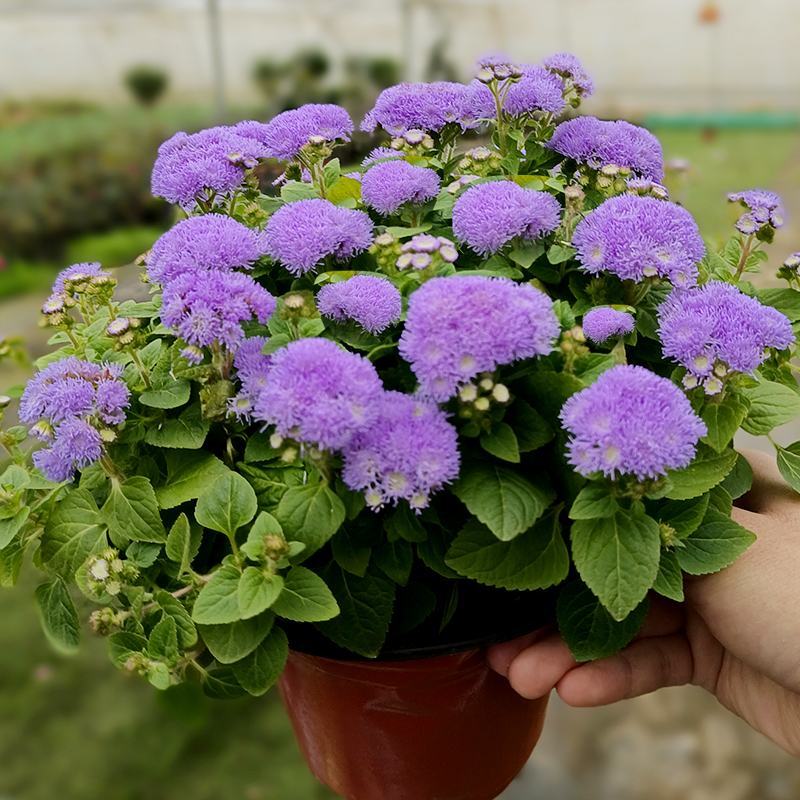 藿香蓟盆栽花苗室外阳台庭院草本花镜植物霍香菊带花苞