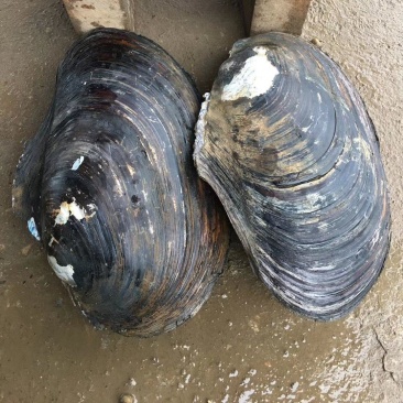 精品生鲜河蚌肉活体洗干净精肉都有，可供商超市场，欢迎合作