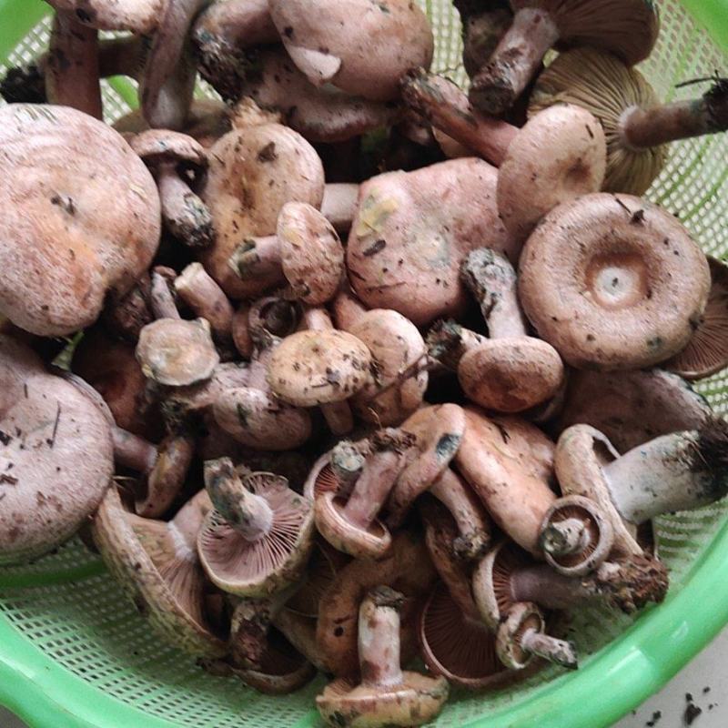 新鲜现货松树菌