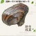 精品生鲜河蚌肉活体洗干净精肉都有，可供商超市场，欢迎合作