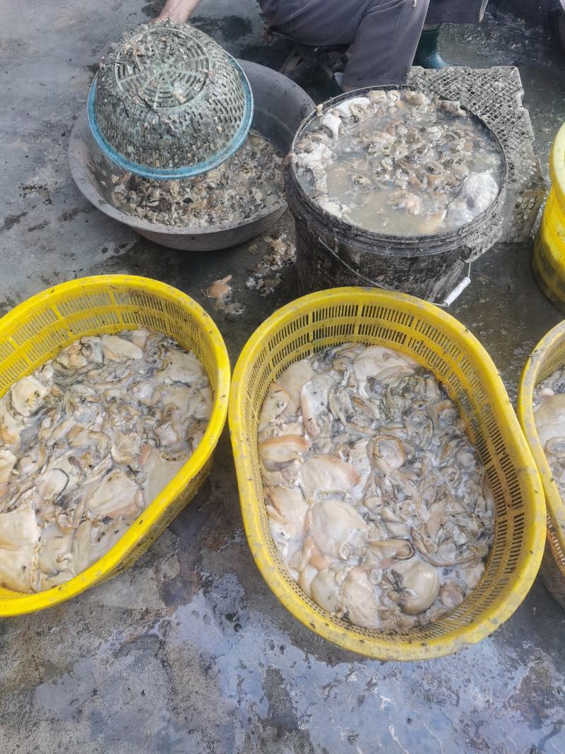 精品生鲜河蚌肉活体洗干净精肉都有，可供商超市场，欢迎合作