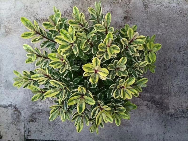 长阶花盆栽花卉防辐射室外阳台多年生木本植物耐热耐寒四季