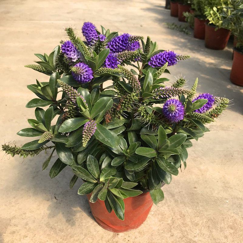 长阶花盆栽花卉防辐射室外阳台多年生木本植物耐热耐寒四季