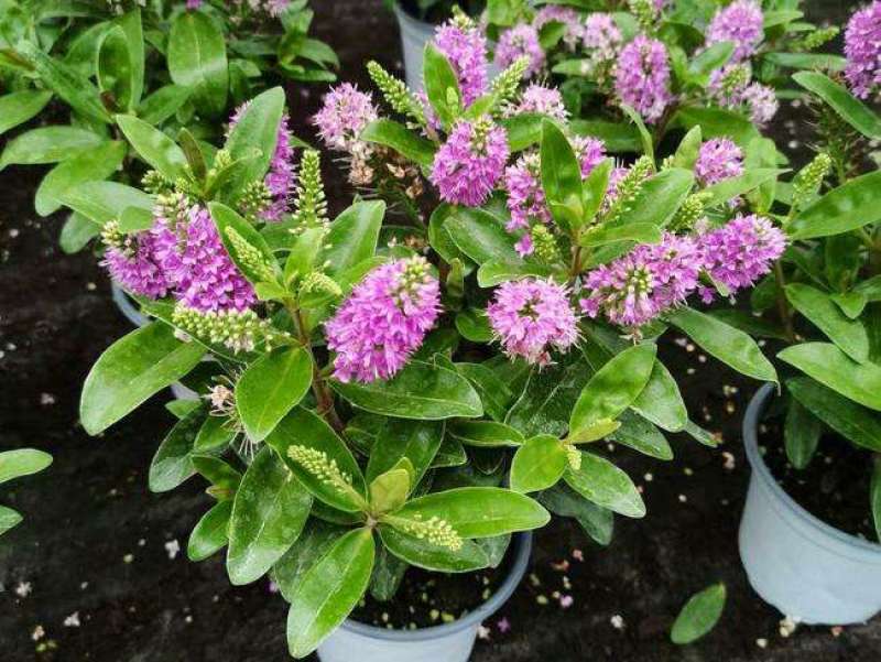 长阶花盆栽花卉防辐射室外阳台多年生木本植物耐热耐寒四季