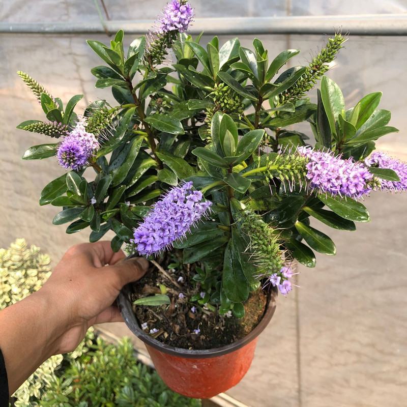 长阶花盆栽花卉防辐射室外阳台多年生木本植物耐热耐寒四季