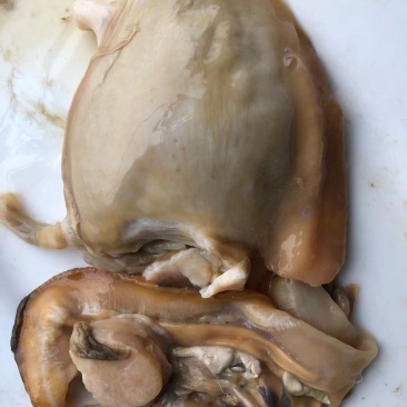 活体带壳河蚌干河蚌肉熟河蚌肉半成品丝边可分类酒店供