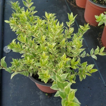 香桃木苗绿植盆栽爱神木香草花卉阳台庭院不易生虫
