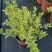 香桃木苗绿植盆栽爱神木香草花卉阳台庭院不易生虫