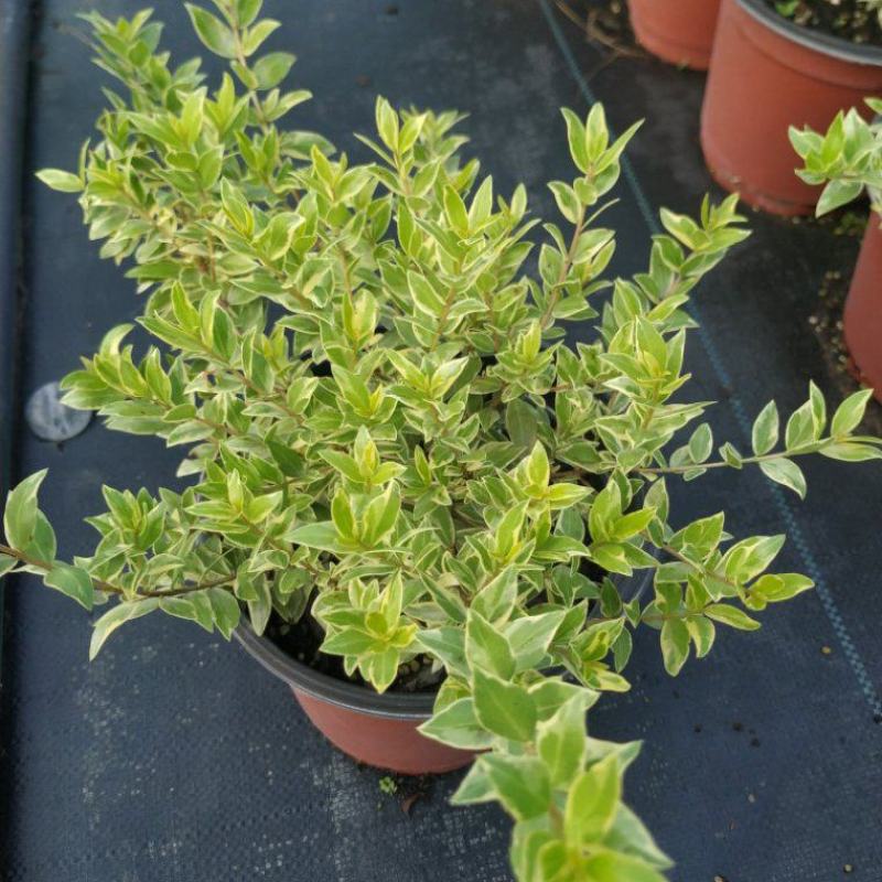 香桃木苗绿植盆栽爱神木香草花卉阳台庭院不易生虫