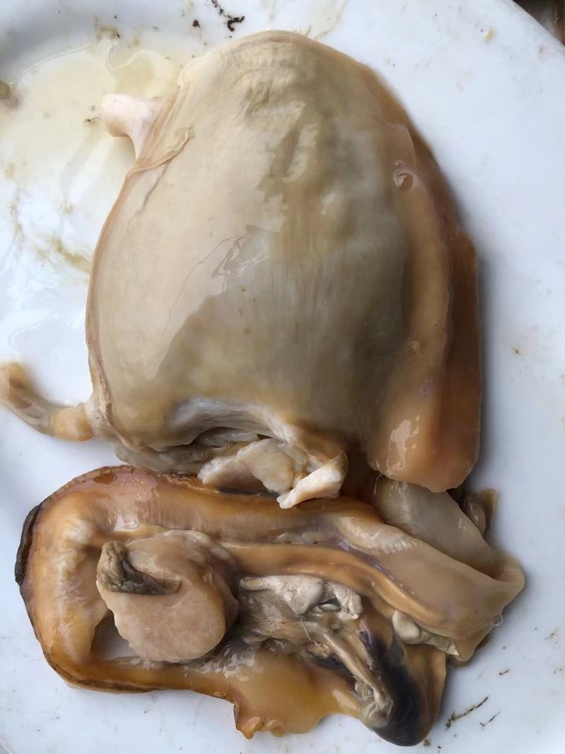 活体带壳河蚌干河蚌肉熟河蚌肉半成品丝边可分类酒店供