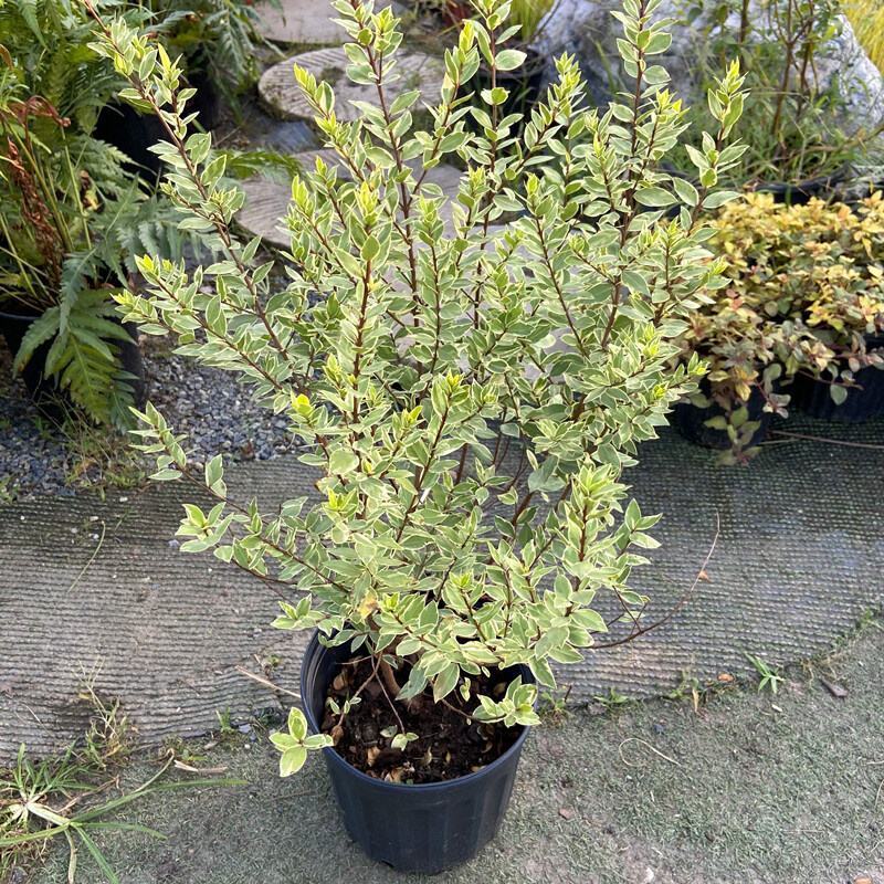 香桃木苗绿植盆栽爱神木香草花卉阳台庭院不易生虫