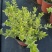 香桃木苗绿植盆栽爱神木香草花卉阳台庭院不易生虫