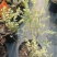 香桃木苗绿植盆栽爱神木香草花卉阳台庭院不易生虫