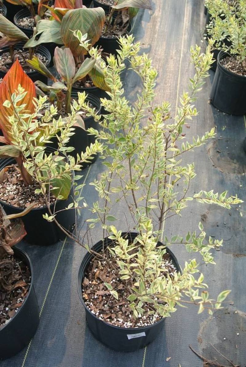 香桃木苗绿植盆栽爱神木香草花卉阳台庭院不易生虫