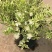 香桃木苗绿植盆栽爱神木香草花卉阳台庭院不易生虫